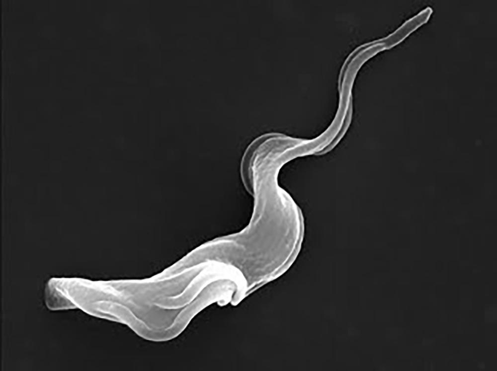 Trypanosoma brucei parasite